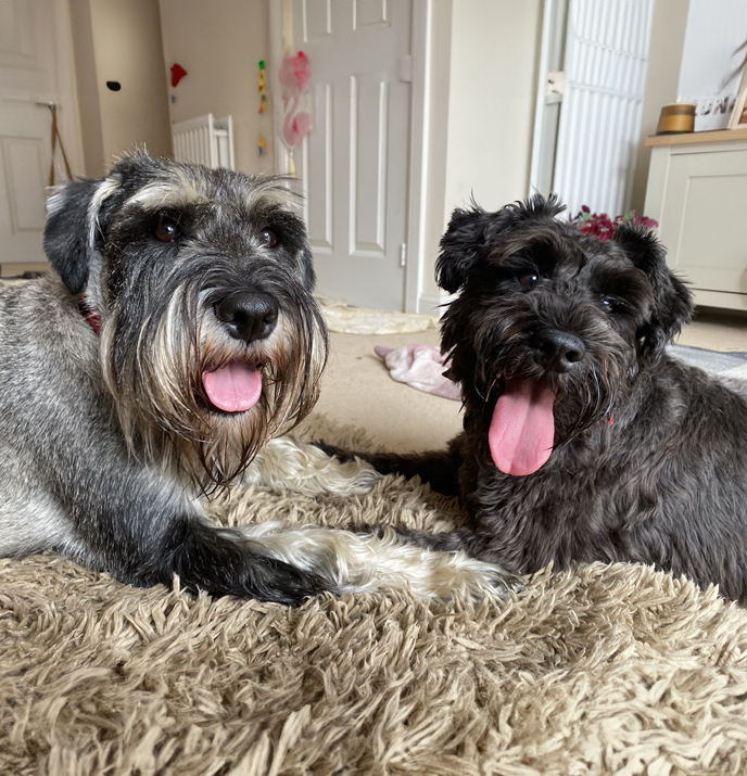 dog boarding Romsey Hampshire