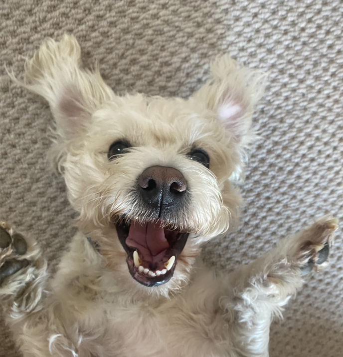 doggy day care Romsey Hampshire