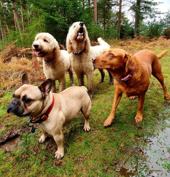 dog walking Romsey Hampshire new forest