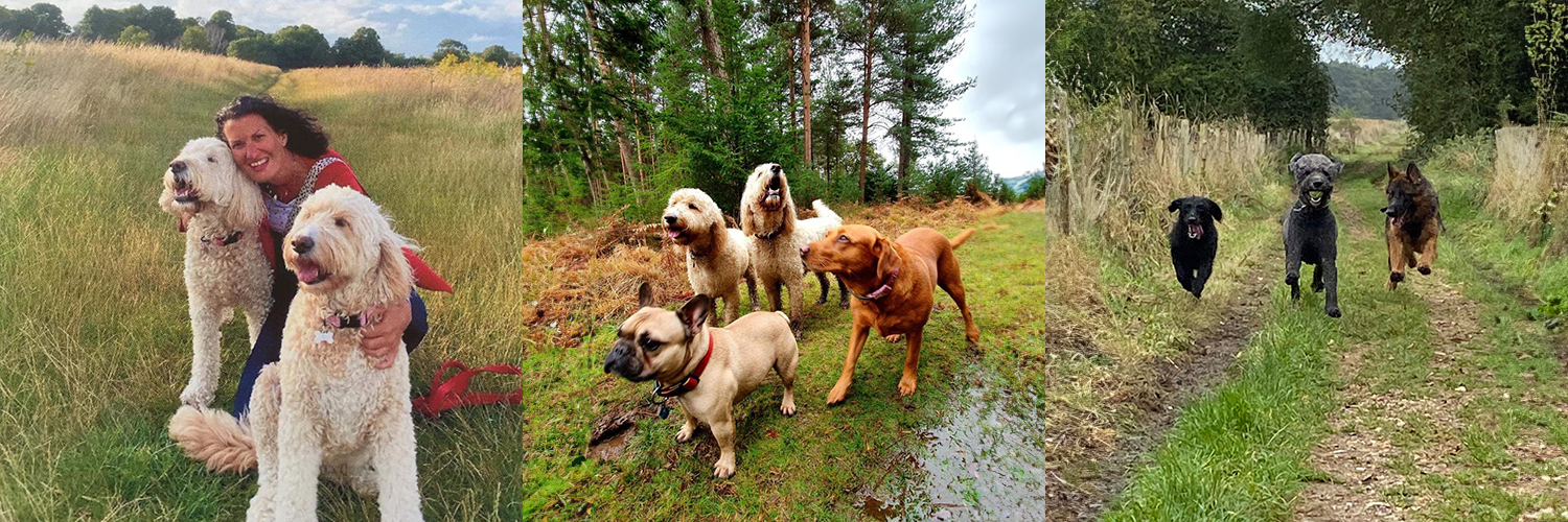 dog walking Romsey Hampshire new forest