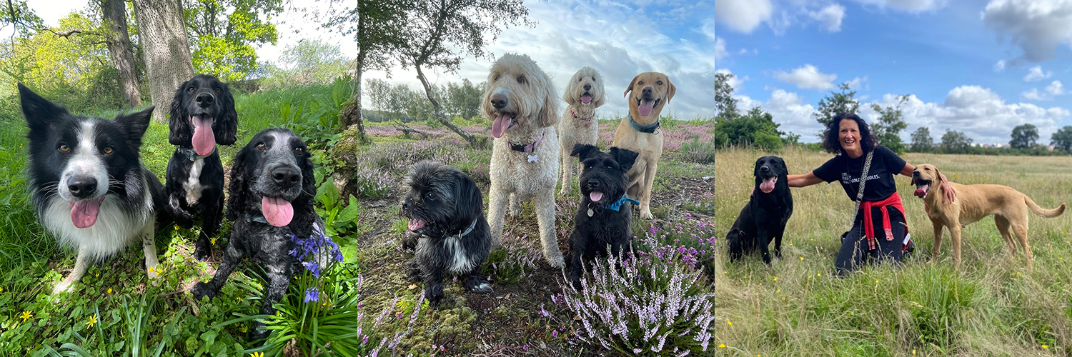 dog walking Romsey Hampshire new forest