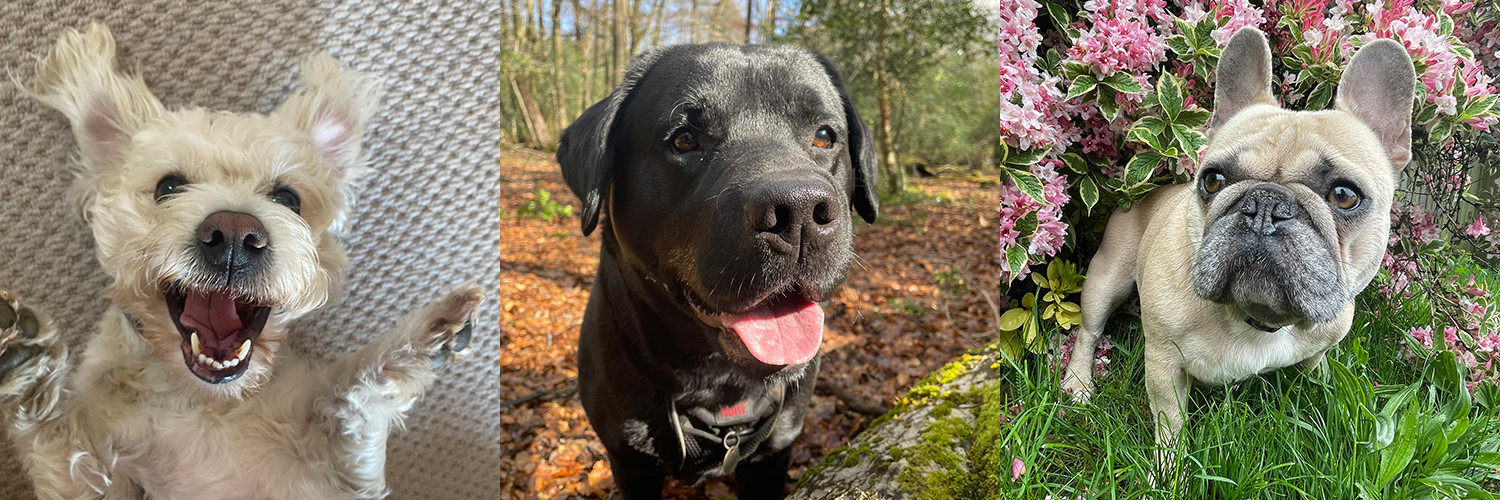 dog walking Romsey Hampshire new forest